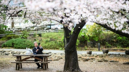 AI Tool Aims to Help Conserve Japan's Cherry Trees