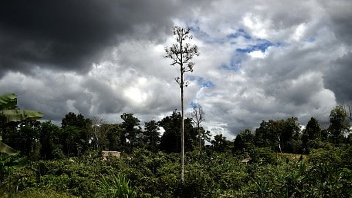 Papua New Guinea will immediately lift a ban on forest carbon credit schemes, the Pacific nations climate minister said, opening up its vast wilderness to offset global emissions