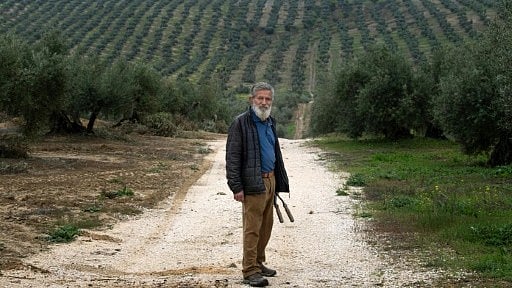 Francisco Ruiz Palomo, President of La Loperana olive oil producers cooperative, poses in his olive grove in Lopera