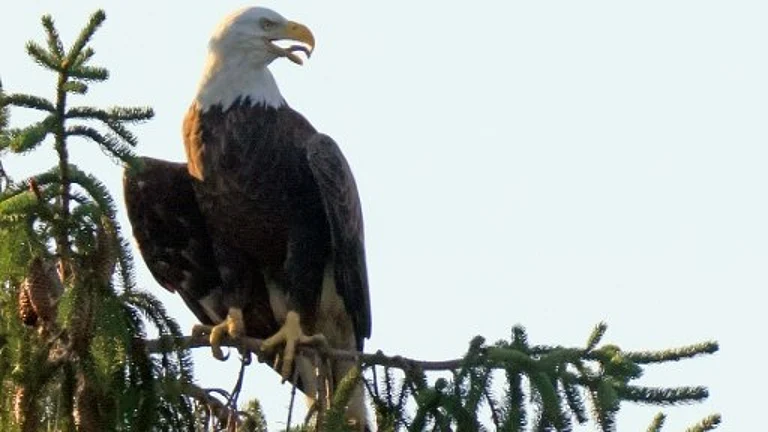 The survival of America's symbol, the bald eagle, has been credited to the Endangered Species Act - null
