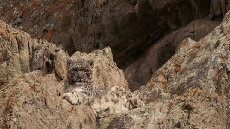 A snow leopard, seen here in India's northern Ladakh region in March - null