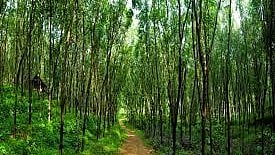 NDMC Unveils Plantation Drive to Boost Green Cover in Lutyens' Delhi 