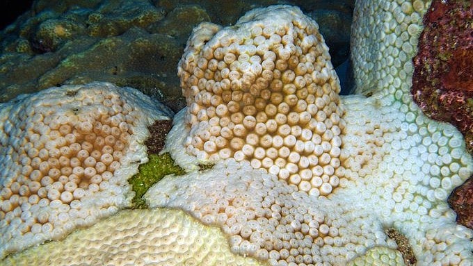 Coral reefs worldwide are experiencing unprecedented bleaching, with over 84% affected. - X/@FGBNMS
