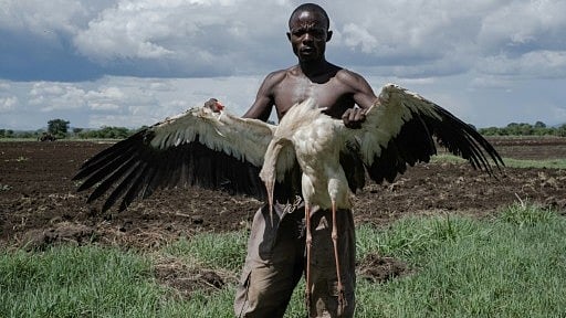 Ugandans Kill Migrating Storks in Desperation for Food