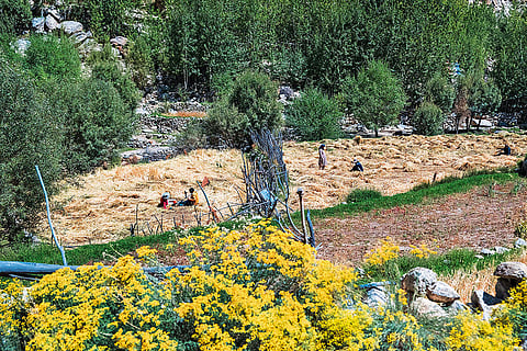 Meltwater from an ice reservoir provides water for gardening and irrigation