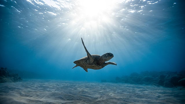 How Will Trump’s Push for Deep-Sea Mining Impact US Economy and Environment