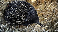 Echidna is believed to have evolved from its ancestor called Kryoryctes cadburyi that lived in Australia more than 100 million years ago.