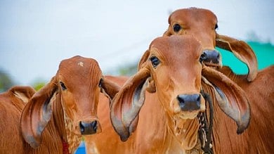 Shutterstock : Livestock  Sector