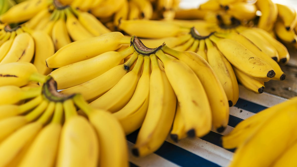 India, the world’s largest banana producer, faces challenges in meeting export goals due to climate change affecting banana yields and quality.