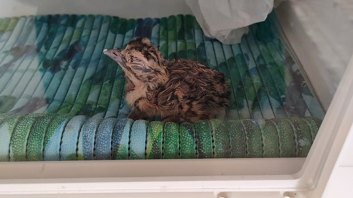 X/@wii_india : Conservationists relocate Great Indian Bustard chicks to a safer facility due to India-Pakistan standoff.