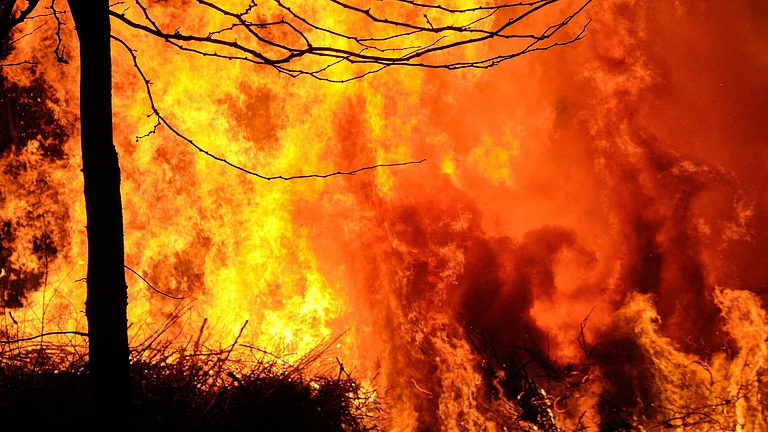Scorched forest following a massive wildfire. - Photo by marco allasio