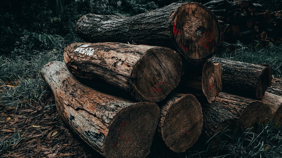 Photo by Sharad Bhat : The EU’s anti-deforestation law targets commodities linked to forest loss, with the strictest checks on Belarus, Russia, Myanmar and North Korea.