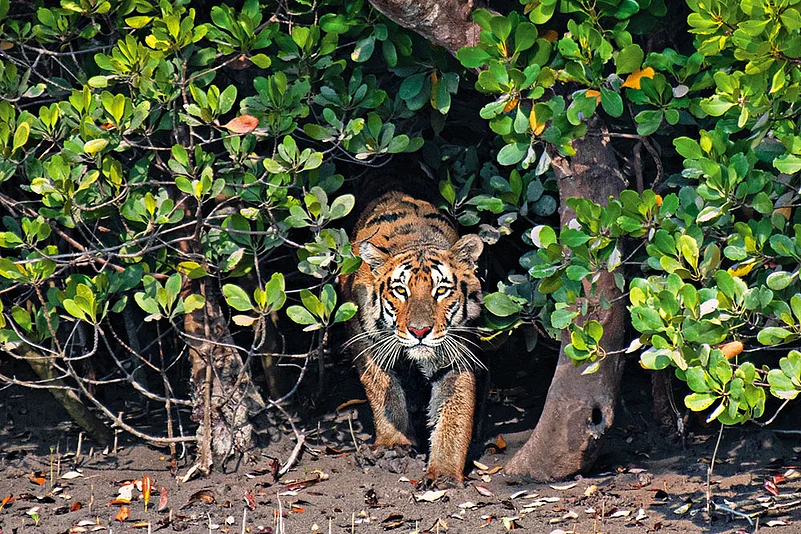 Sundarbans is a place of constant negotiation, according to Ghosh