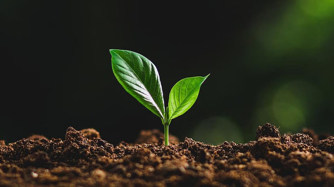 Bayer CropScience Q4 net profit jumps 49% YoY