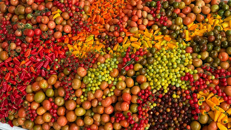 Rising tomato and onion prices triggered by early and unseasonal monsoon showers.
- Photo by Anthony Rahayel