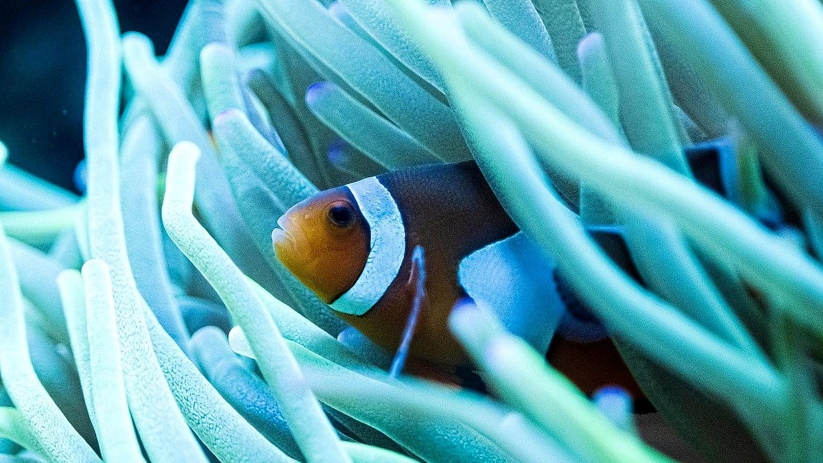 Photo by Rachel Claire : Clownfish shrink in response to extreme ocean heat waves, raising new concerns over marine species’ adaptation to climate change