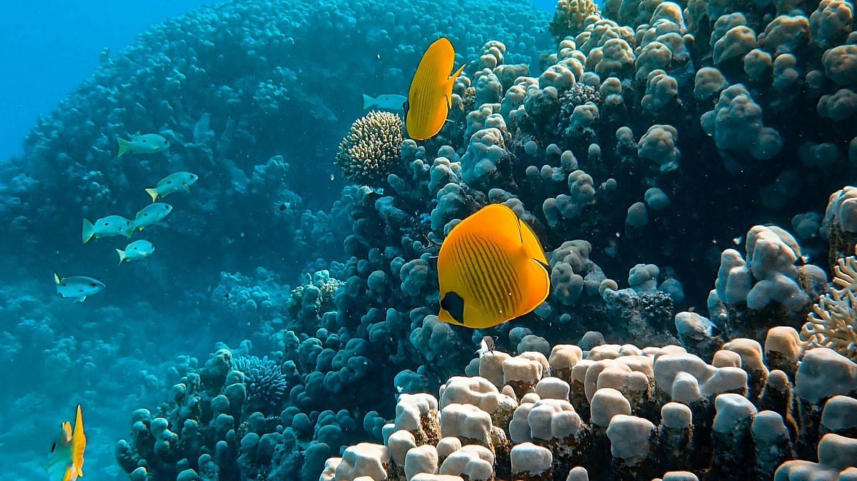 Photo by Francesco Ungaro : UN Ocean Summit pushes for urgent ratification of the High Seas Treaty.