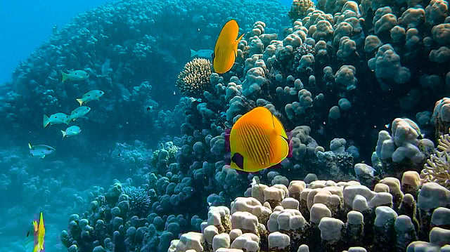 UN Summit Urges Formal Push on High Seas Treaty as US Takes Backseat