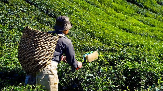 GTRI Cautions Against Imports of GM Farm Products from US; May Affect India's Agri Exports      