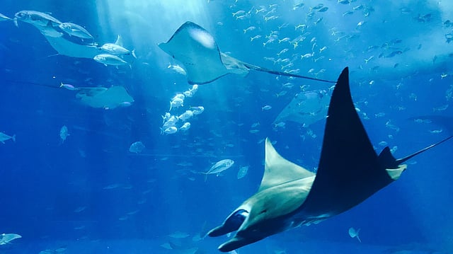 India Backs High Seas Treaty at UN Ocean Summit, Proposes 6-Point Conservation Plan