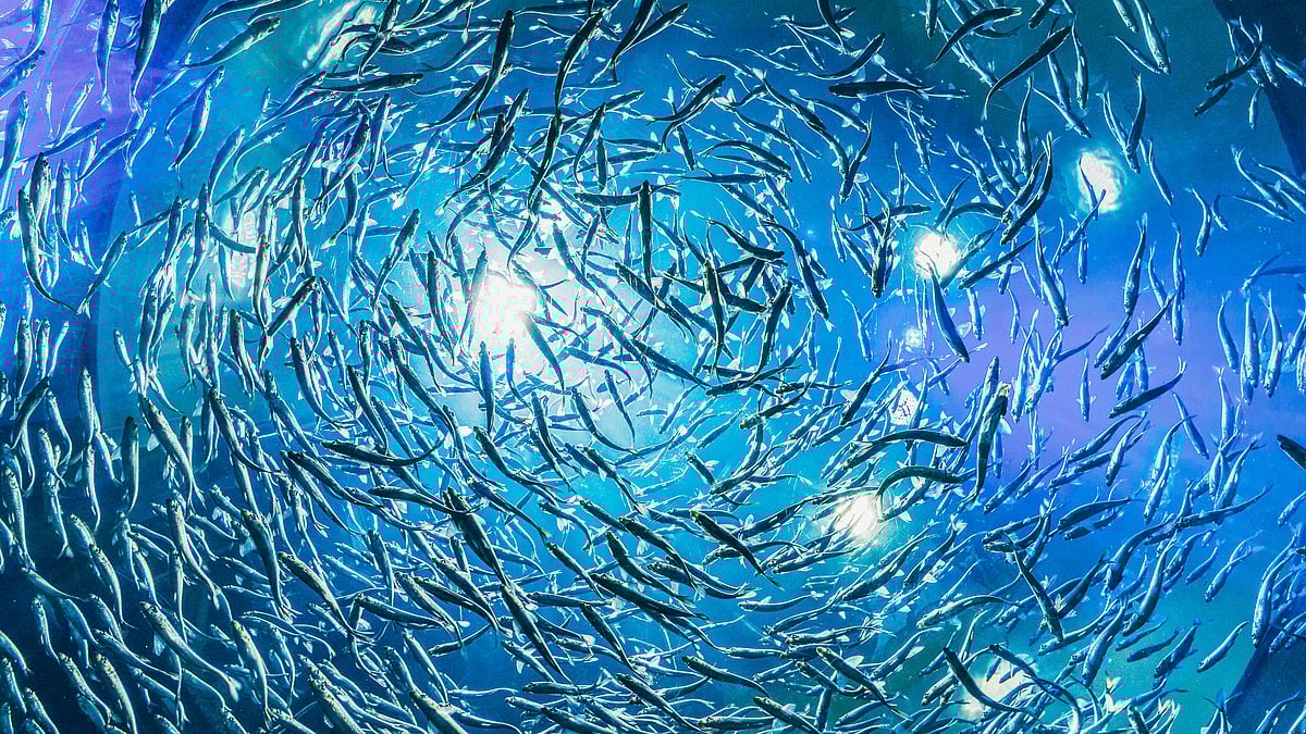 FAO flags global overfishing crisis; India’s coasts and marine livelihoods at risk.