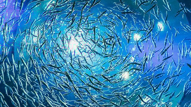 Global Overfishing Pushes One-Third of Fish Stocks Toward Collapse, India Not Spared