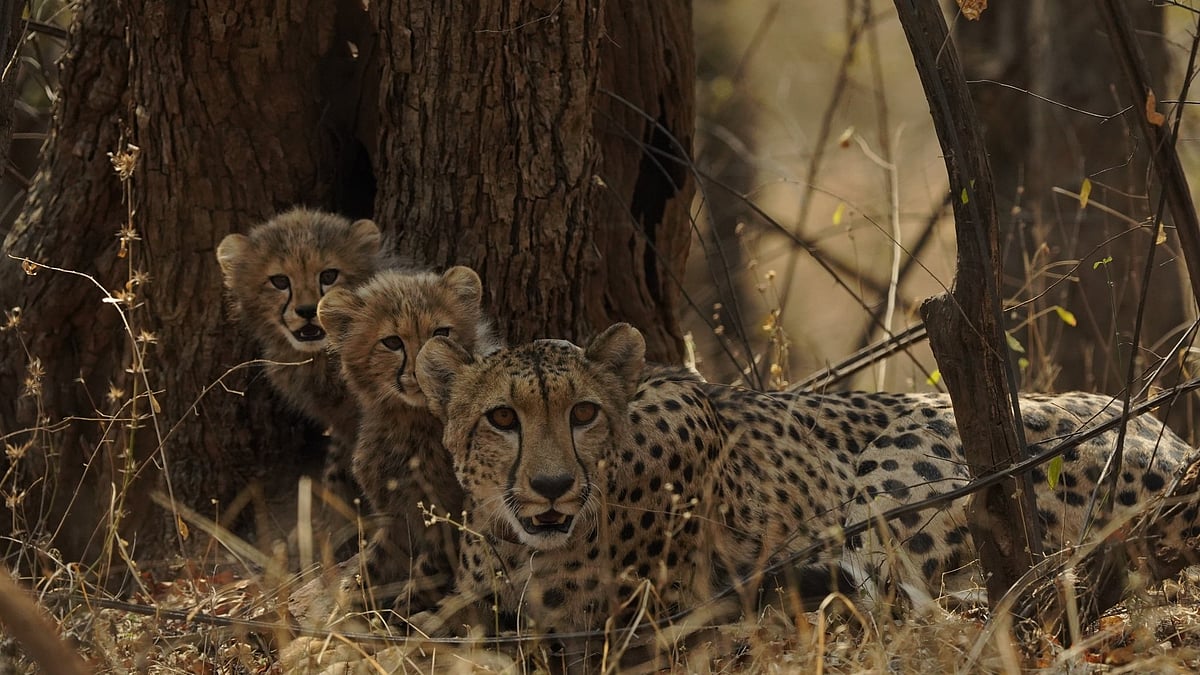 X/@Uttam_K_Sharma : Solar-powered water brings relief to cheetah cubs in Kuno National Park’s intense summer heat.