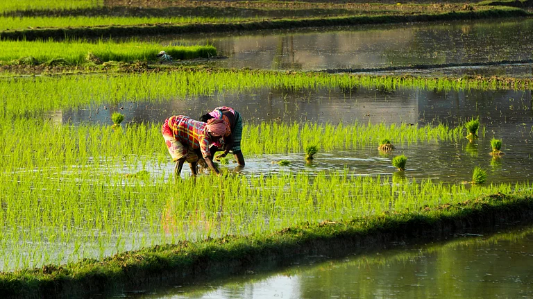 Farmers in India sowing a freshly watered field after the monsoon revival. - Photo by Shuvrasankha Paul