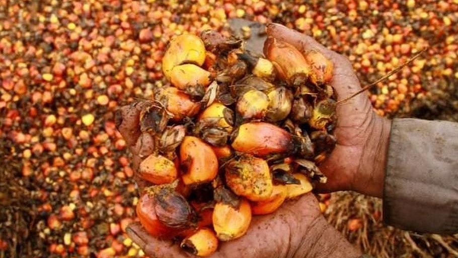 FreePik : Palm Oil Seeds