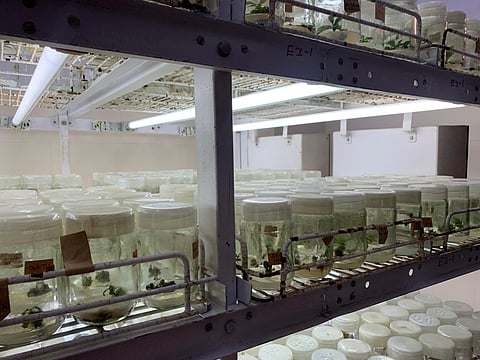Hybrid coffee saplings at the lab of Coffee Research Sub Station (CRSS), Chettalli, Karnataka