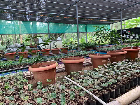 Several species of coffee plants at the farming space of South India Coffee company