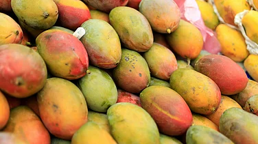 Nepal Govt Restricts Imports of Mangoes From India