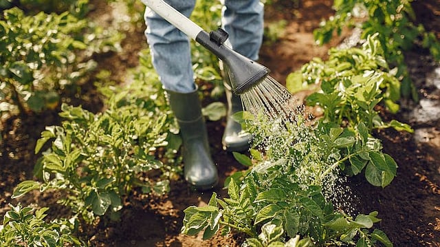 Horticulture Crop Output Rises 3.66 % to 3,677 Lakh Tonne in 2024-25: Govt
