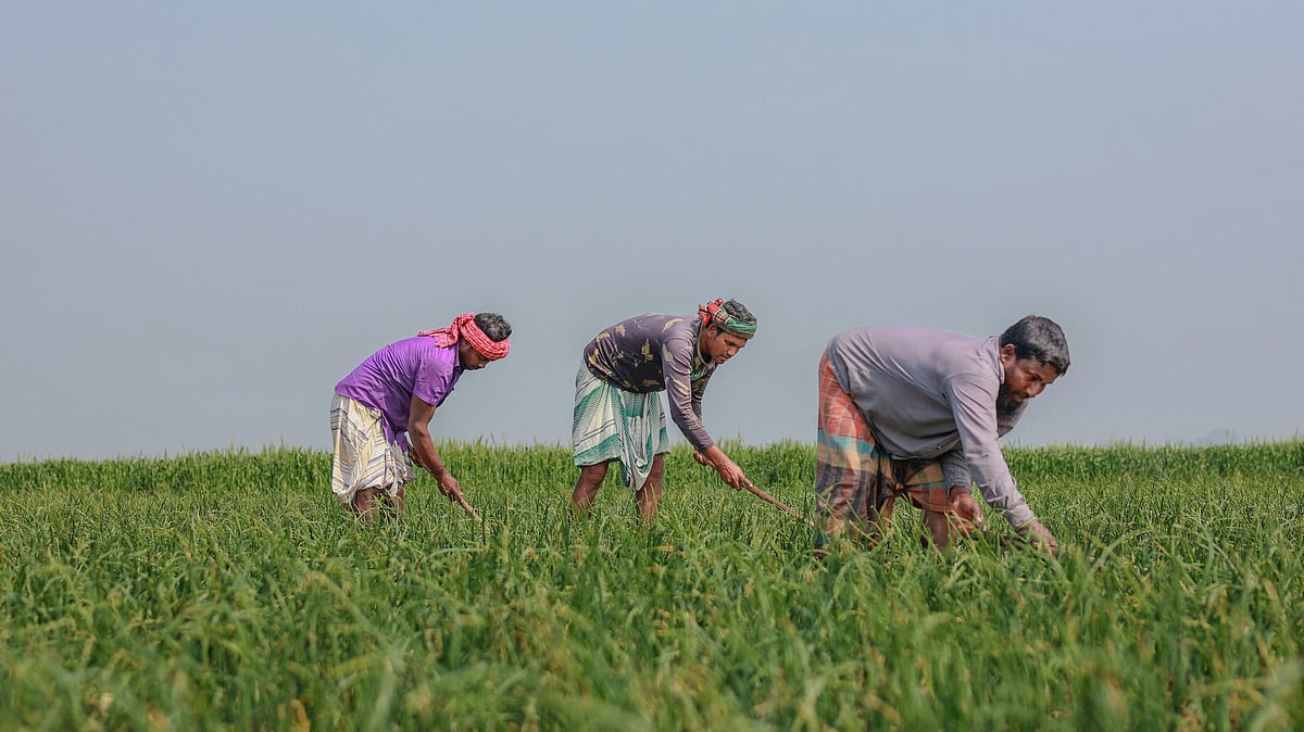 Photo by  Ferdous  Hasan : Workers at an agricultural field.