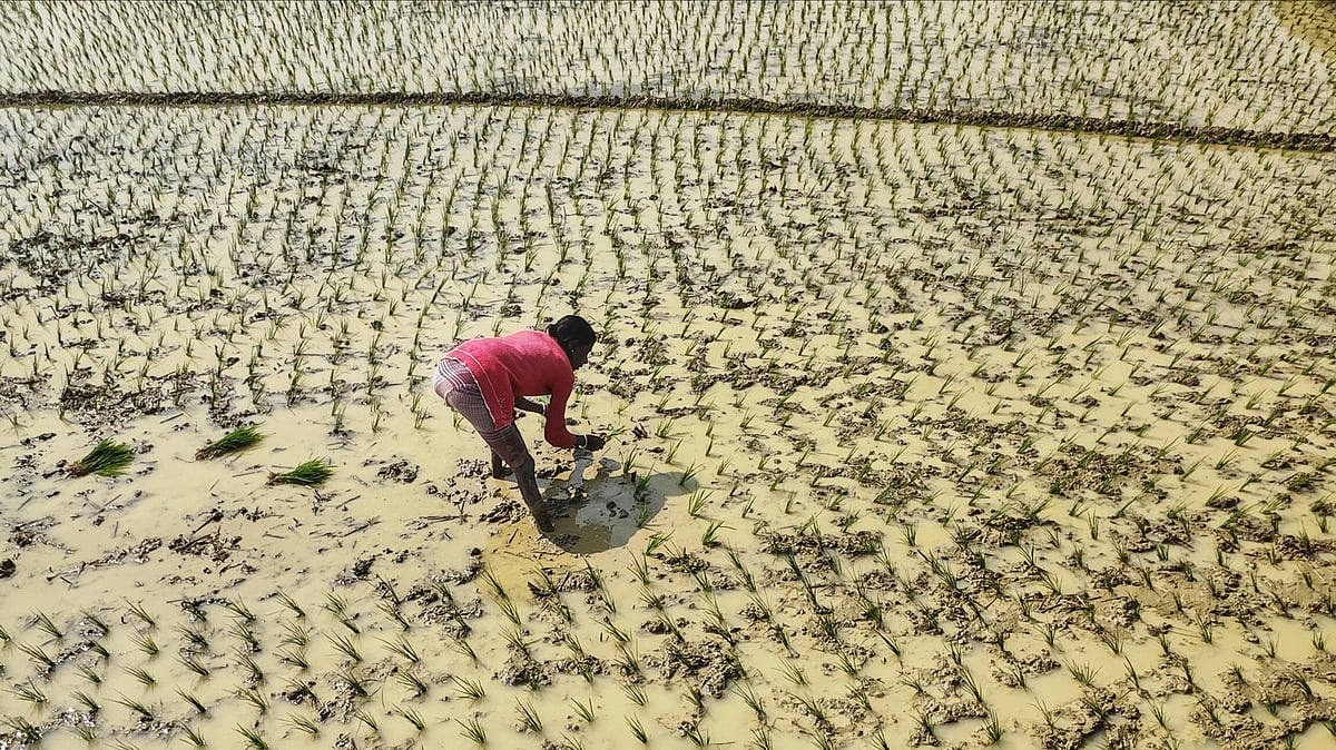 Photo by Dibakar Roy : Farmers sow rice seedlings in a monsoon-flooded paddy field