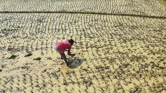 Indian Farmers Boost Rice, Pulses Sowing Amid Normal Monsoon, Still Need $75 Bn for Climate Adaptation