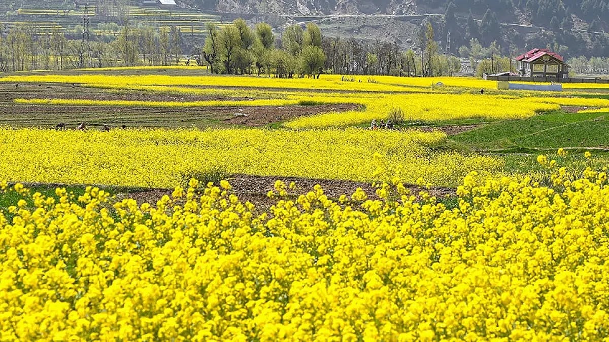 Area and production of mustard and rapeseed have declined