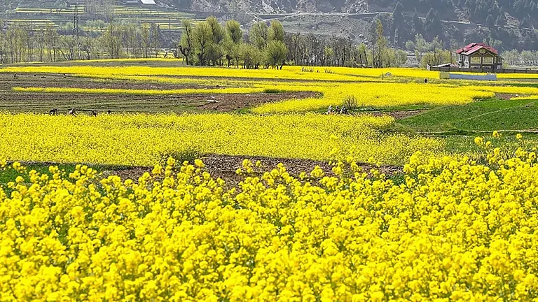 India's Rapeseed-Mustard Output Seen Up 3.5 Pc to 119.4 Lakh Tonne in 2025-26: SEA - null