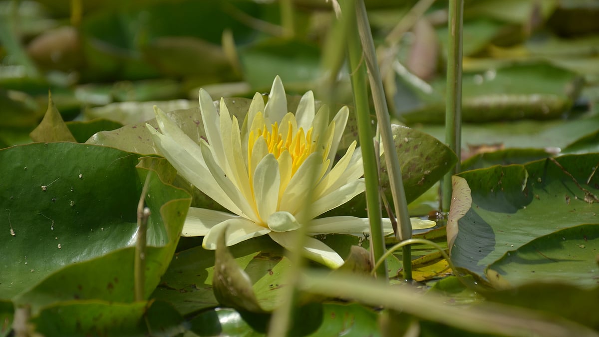 Lotus flowers bloom in Kashmir’s Wular Lake after three decades, signalling ecological revival.