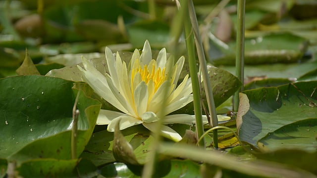 Kashmir’s Wular Lake Sees Lotus Bloom After 3 Decades, Signals Wetland Revival