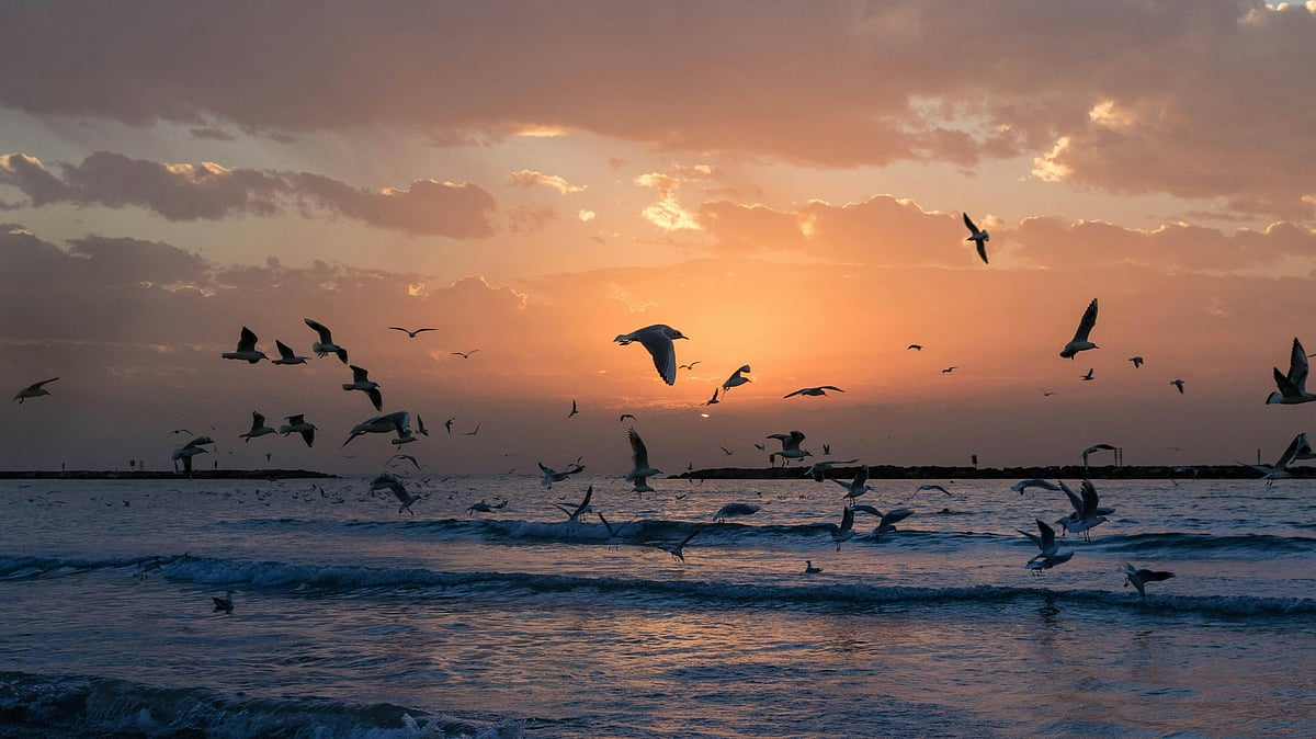 Marine heatwave - Photo by Adam Grabek