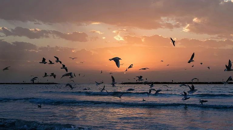 Marine heatwave - Photo by Adam Grabek