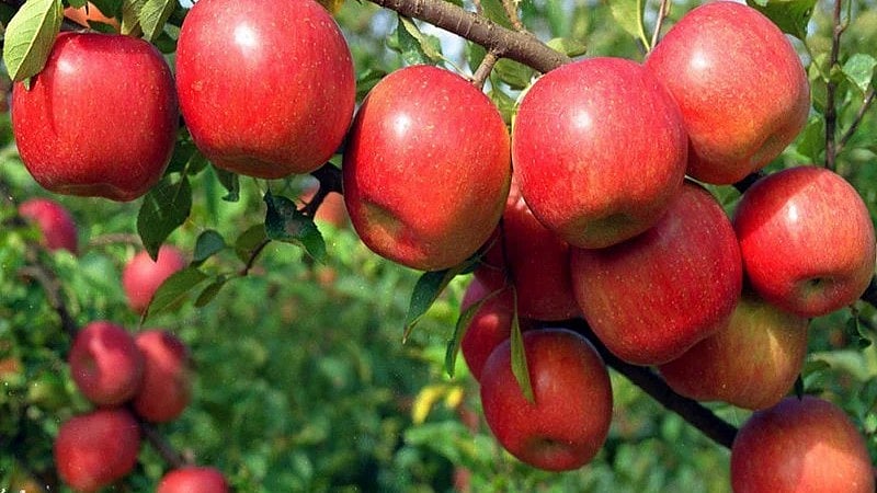 Himachal Watcher : Apple Trees, Himachal