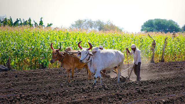 Cabinet Approves ₹24,000 Cr Agricultural Scheme, Enhances NTPC's Green Energy Project Cap to Rs 20,000 Cr