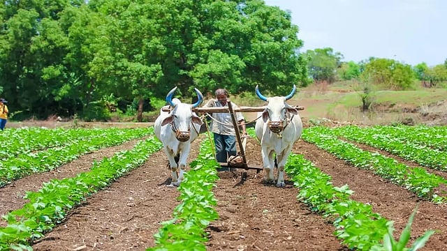 Govt Bans Use of Select Medicines to Boost Quality of Livestock Exports