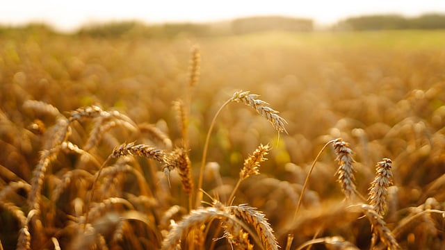 Only 40% Cereals to Feed People by 2034 as Biofuel Production to Gobble Up Supply
