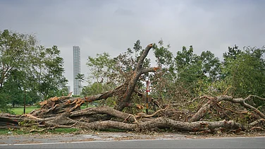 India's Green Finance Goal Faces Compliance Challenges, Needs More Funds