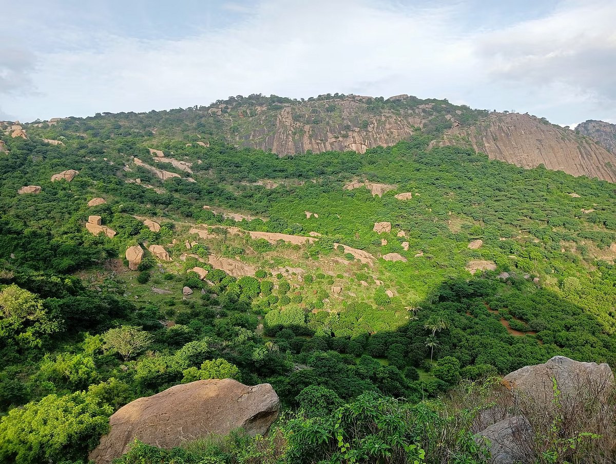 Justdial : Forest Cover in Karikad