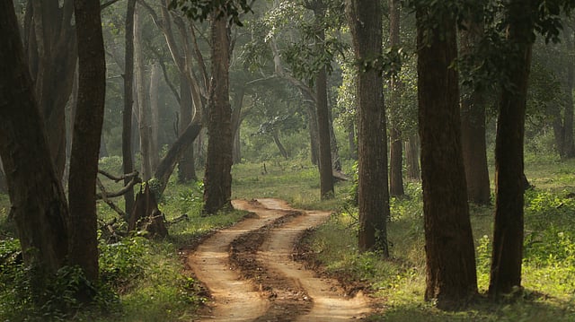 India Achieves 85% Afforestation, But Compensation Fund Misuse Reveals Governance Gaps