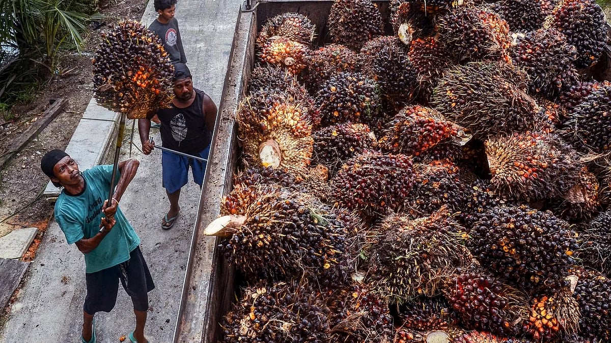 inventiva : Indonesian Palm Oil Exports